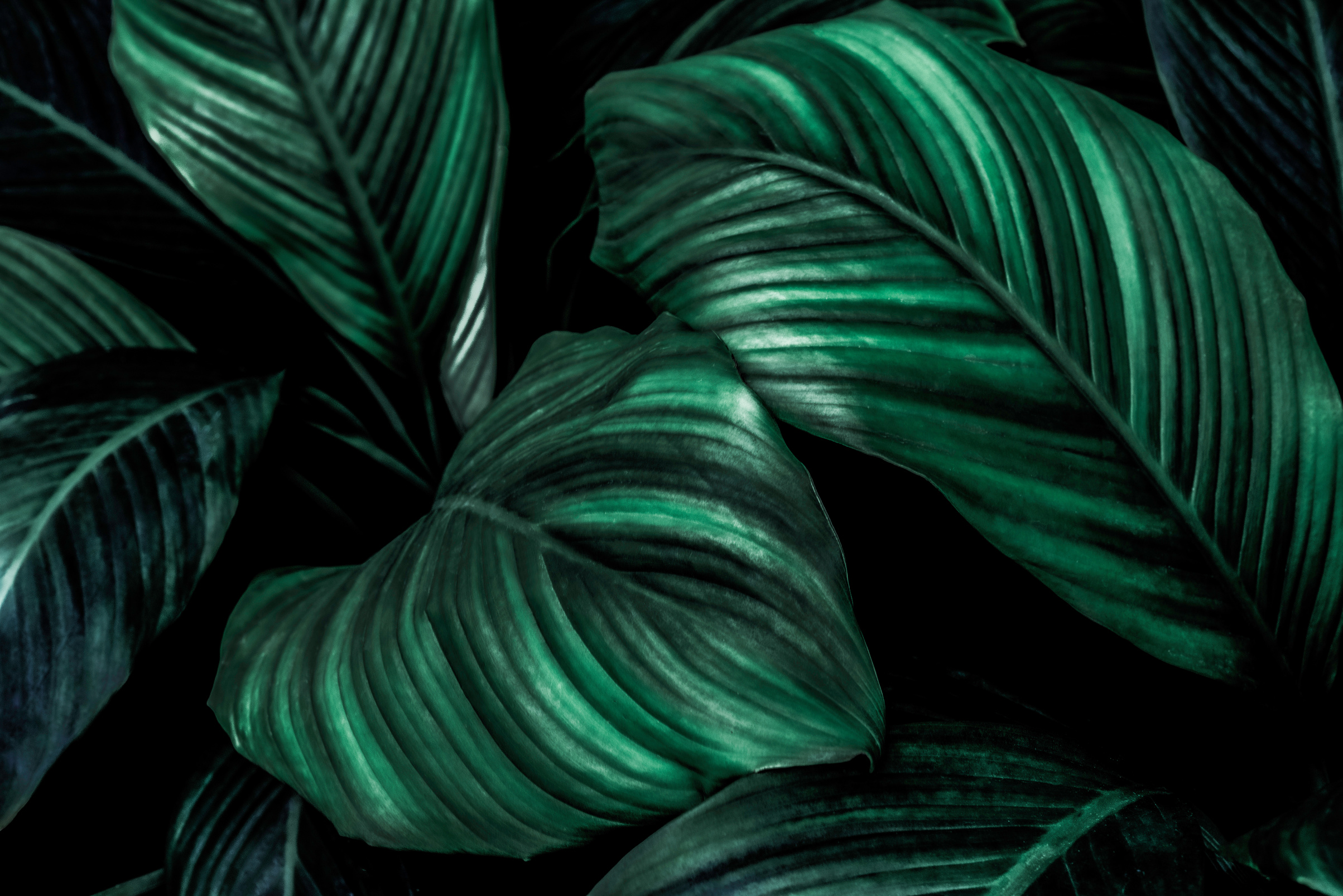 green plant leaves textured in the nature, green background