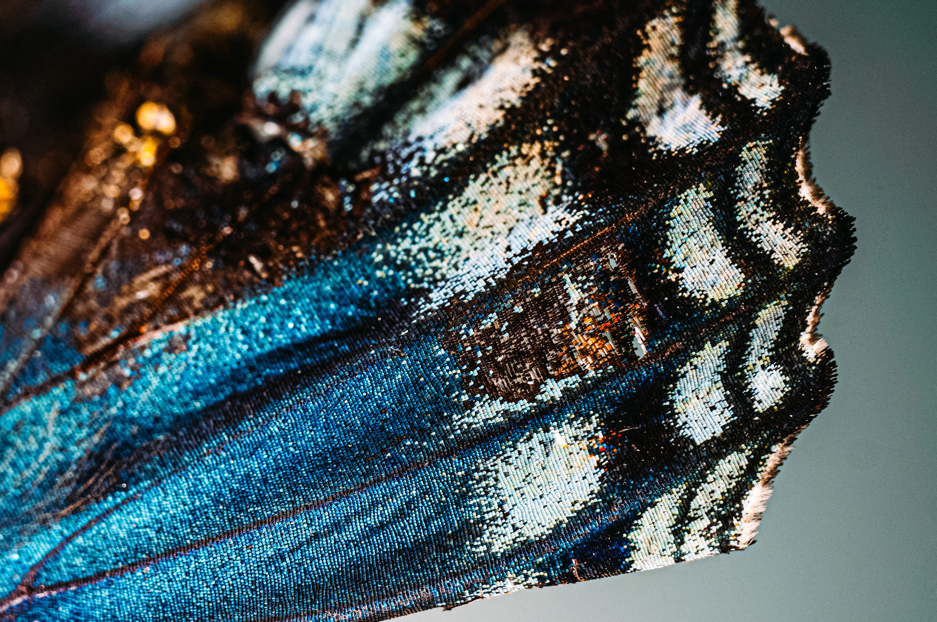 Close-up of Butterfly Wing on Blur Background