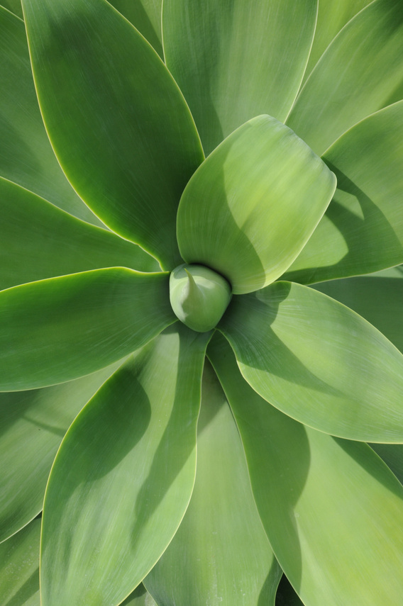 Leaf Detail