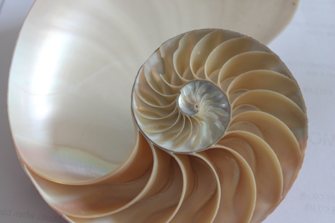 Nautilus Shell